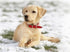 Labrador Puppy in Snow